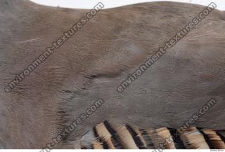 animal skin feather 0009